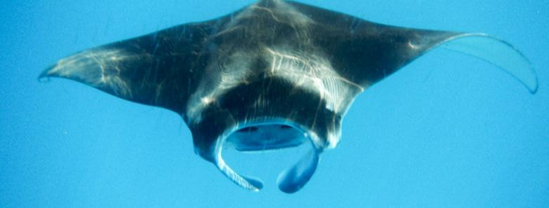 manta ray