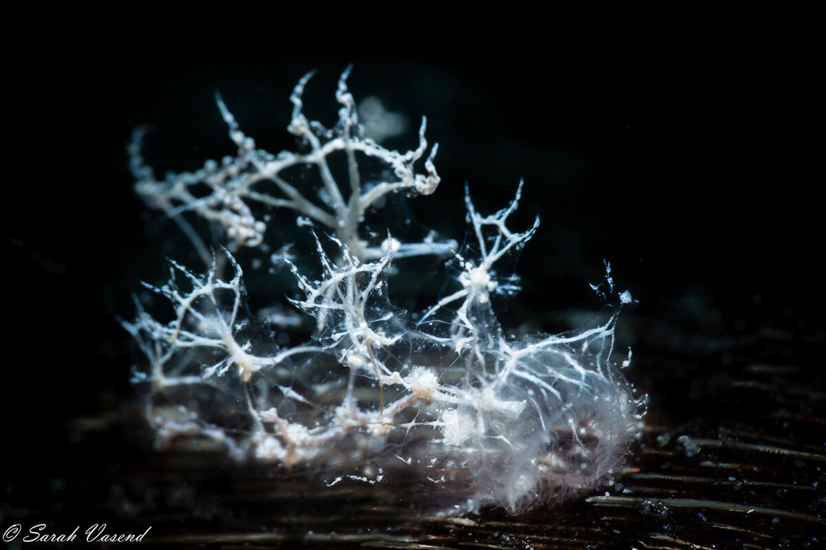 Melibe colemani stands in stark contrast to the dark water