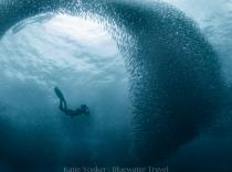 Sardine Run at Panigsama Beach, Moalboal, Phililppines