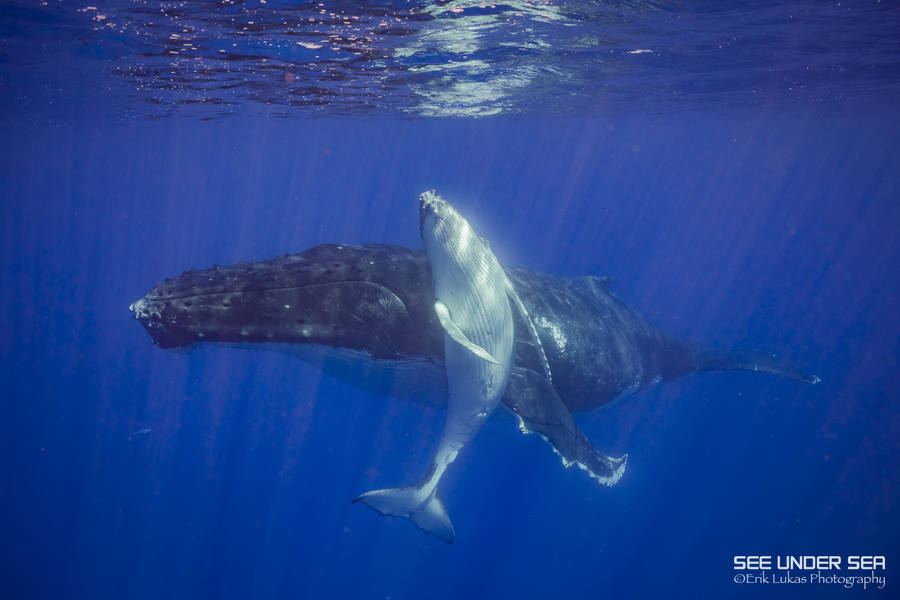 A humpback whale with her calf in French Polynesia
