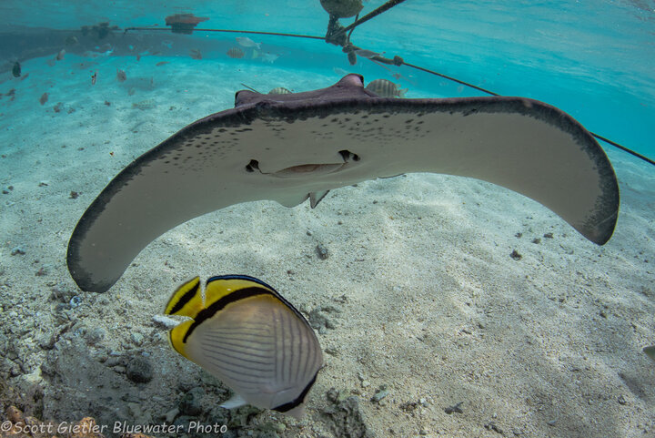 moorea french polynesia