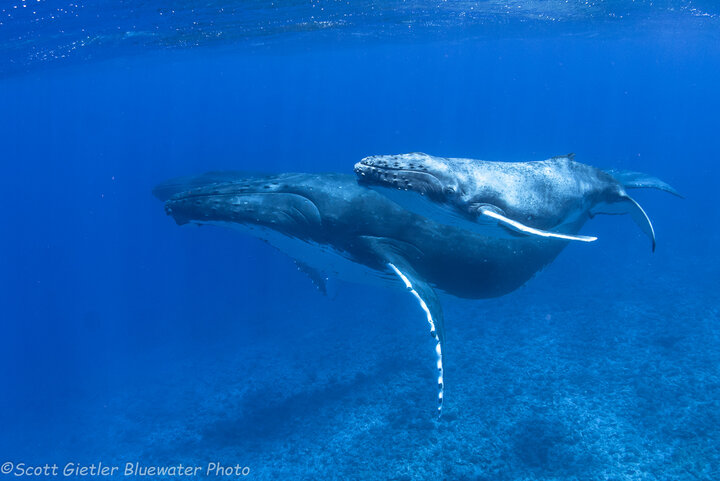 Humpback whale in Moorea