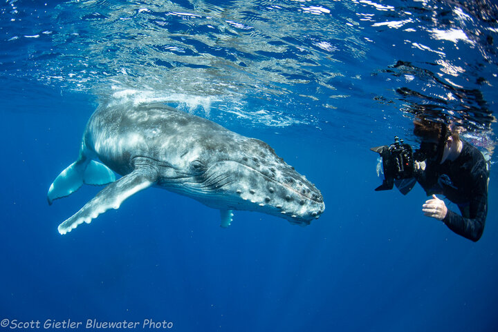 humpback whale french polynesia