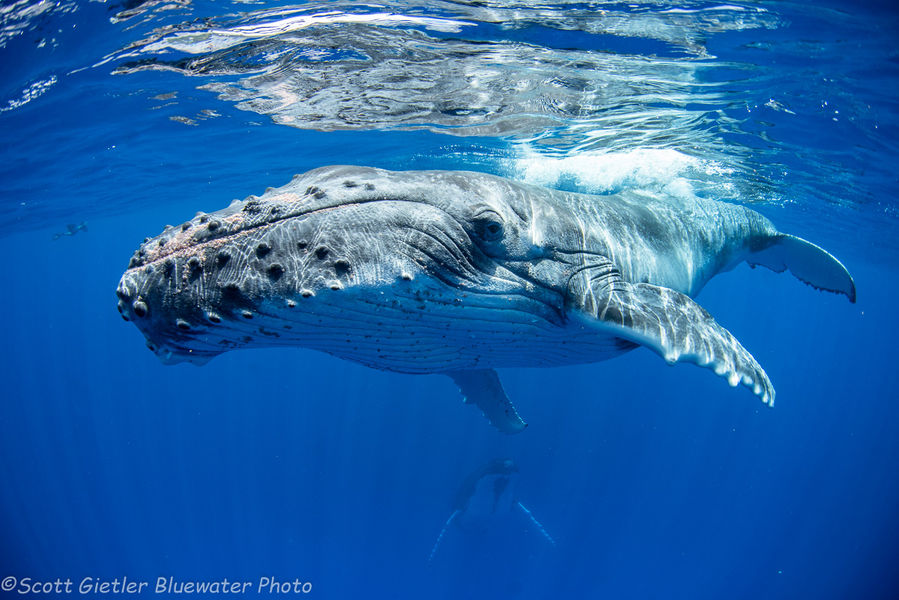 swimming with whales