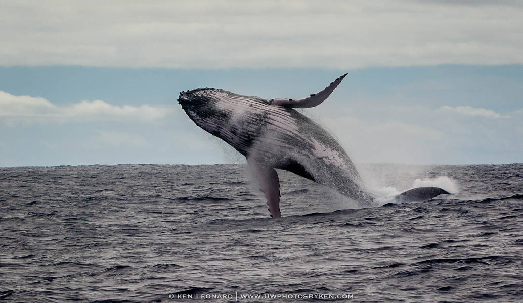 Humpback Whales In Mo Orea 2019 Trip Report Bluewater Dive Travel