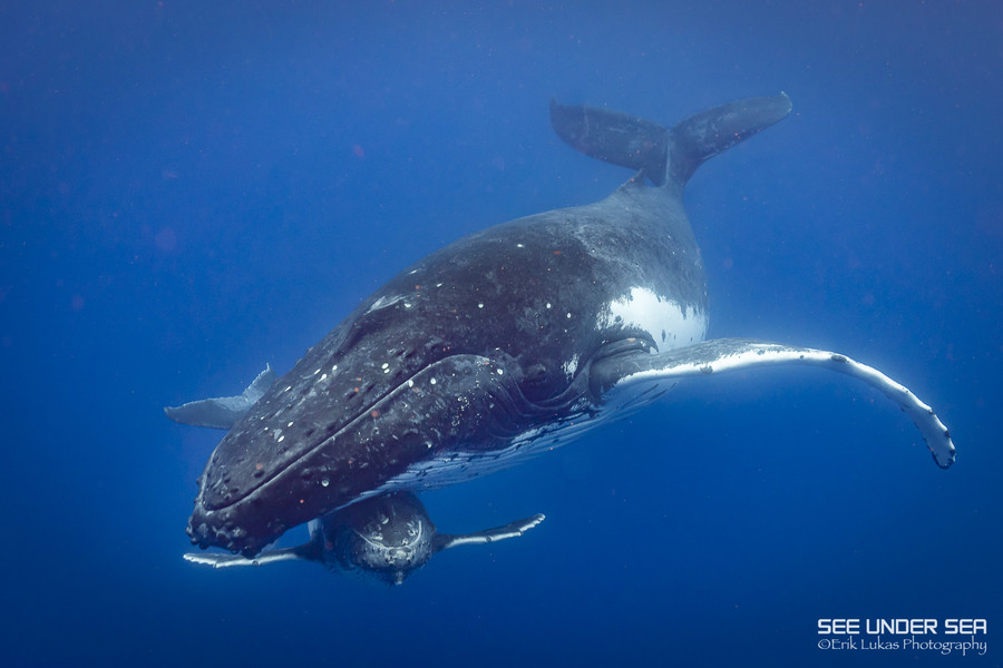 Moorea Humpback Whale Trip