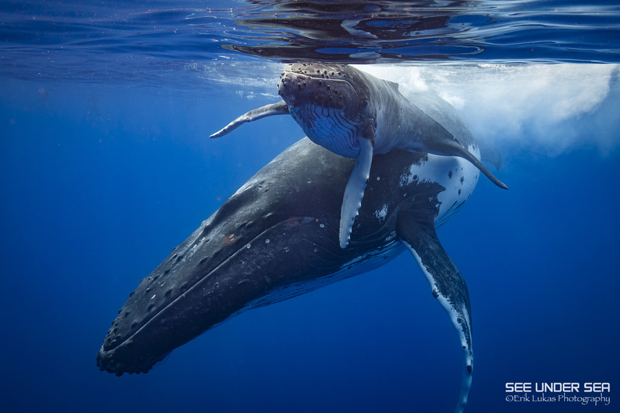 Moorea Humpback Whale Trip