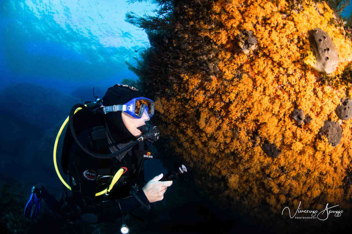 A diver swims past soft coral