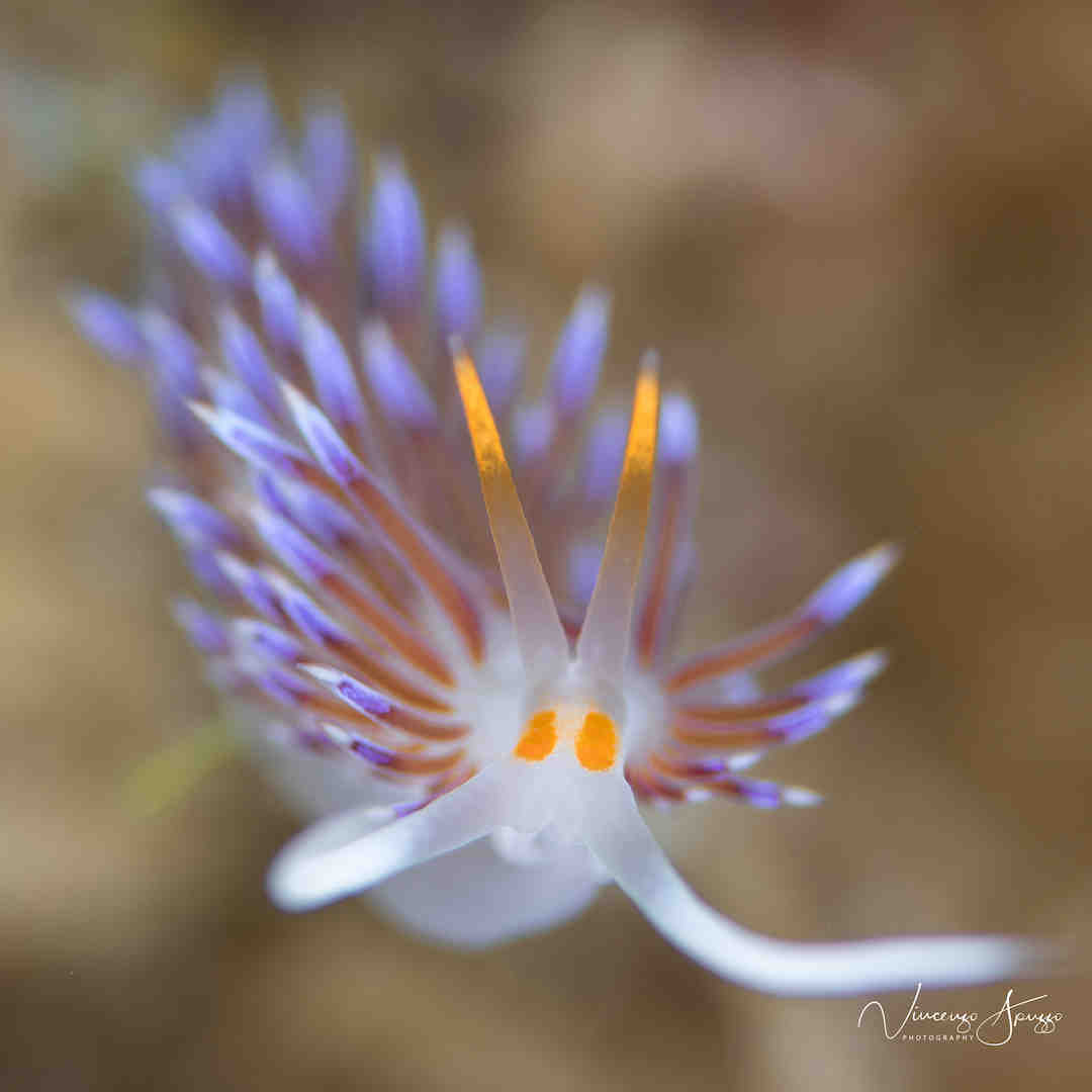 A closeup of a nudibranch