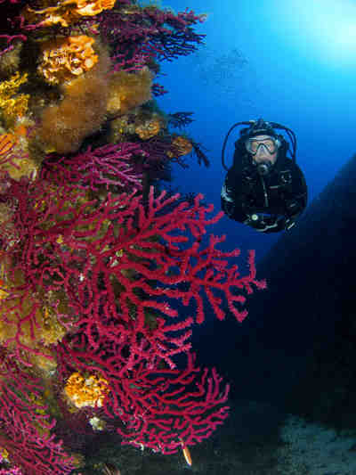 A diver beside a colorful pink coral