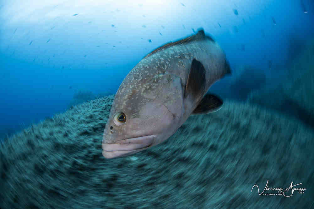A fish side eyes the camera