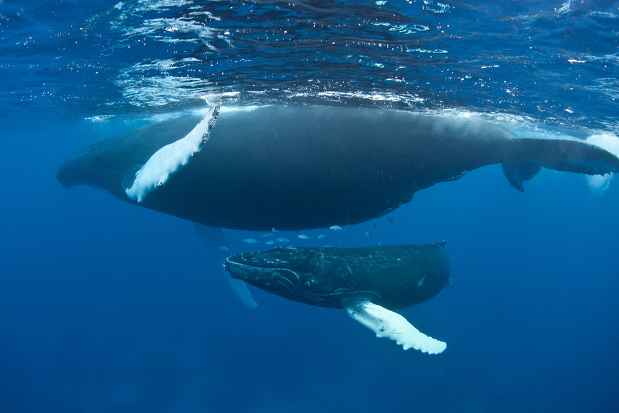  Baleine à bosse dans le Banc d'Argent, République dominicaine 