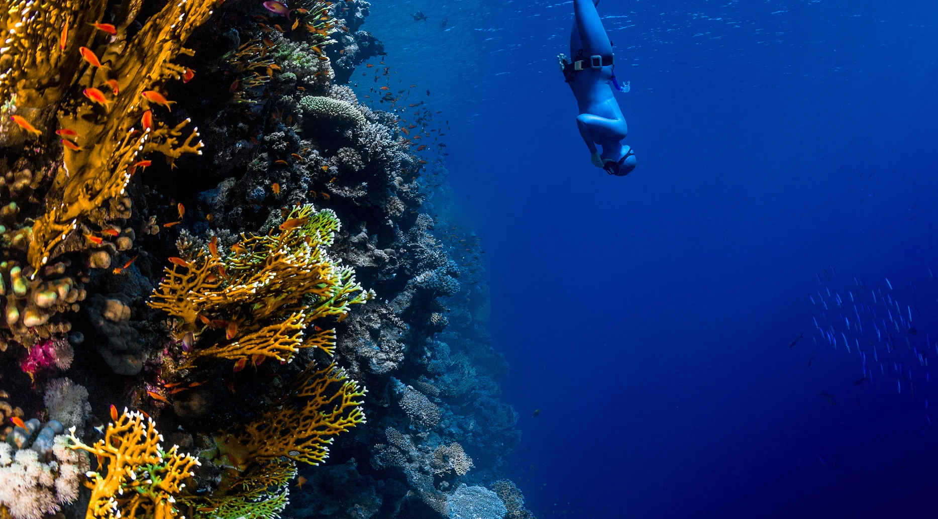 Pacific Dive Vanuatu Reviews, Photos & Special Rates Bluewater Dive