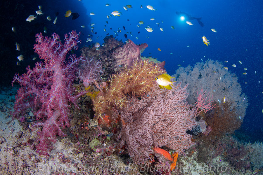 Stunning corals adorn a reef in Papua New Guinea