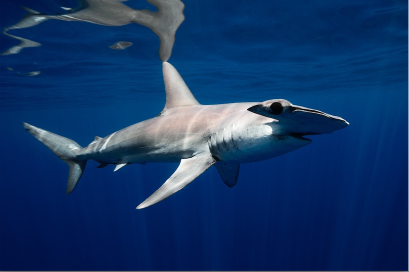Pelagic Safari's Cabo Shark Diving
