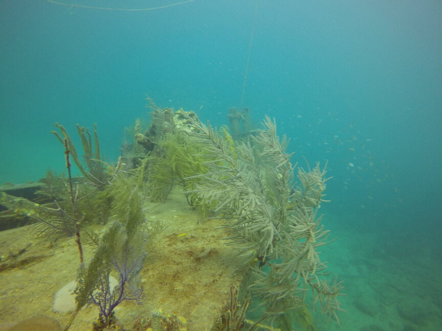 Phoenix Liveaboard Bahamas underwater