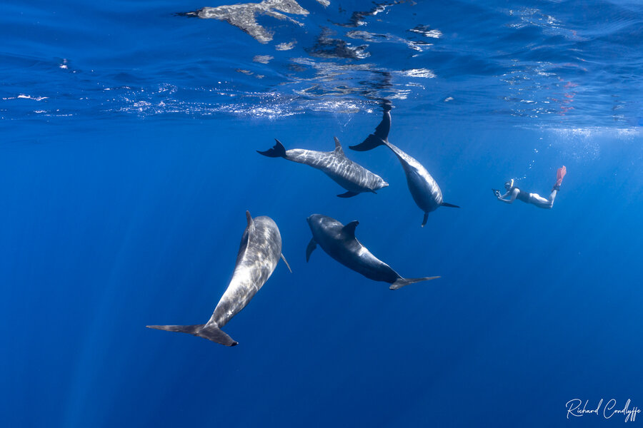 dolphins