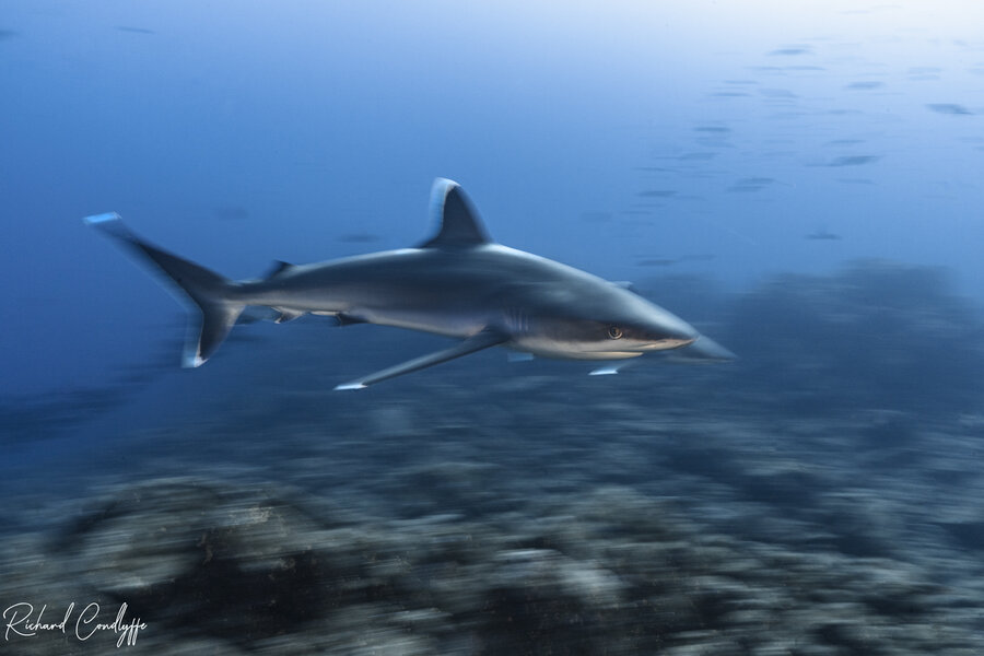 silvertip shark