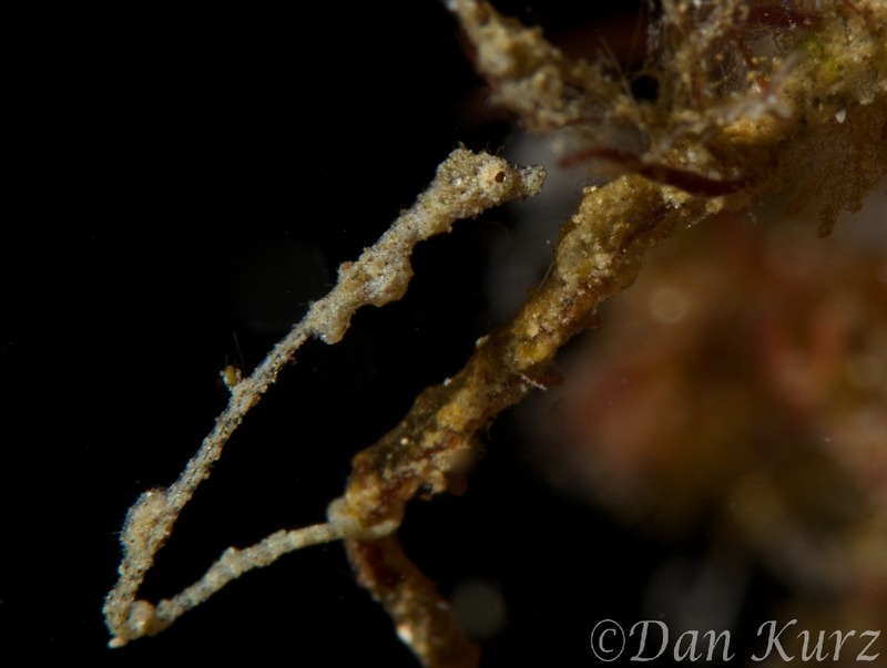 pipedragon from lembeh