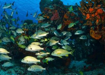 mexico diving