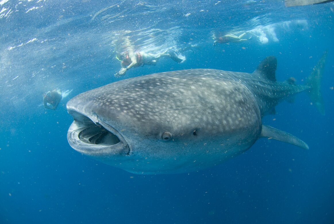 whale shark mexico