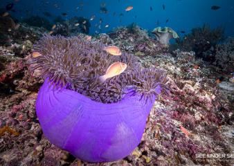 raja ampat diving