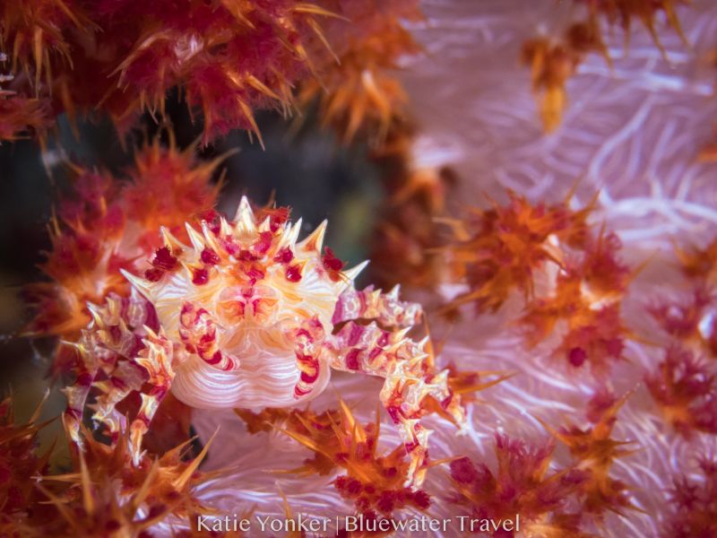 raja ampat diving