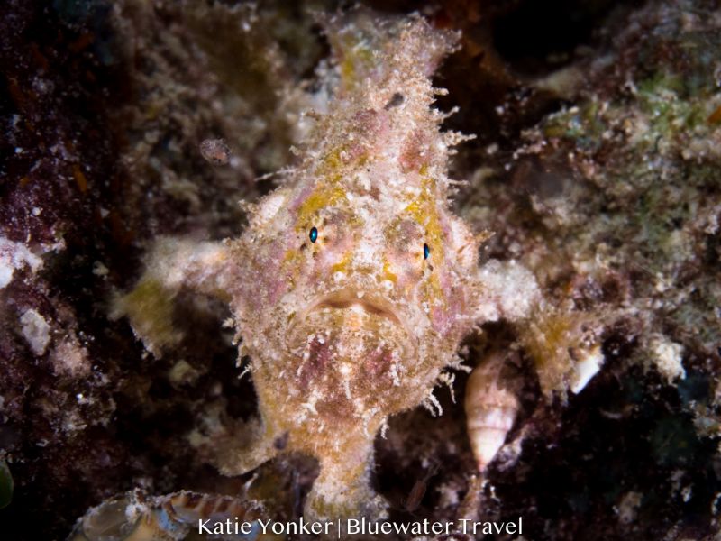 A frogfish blends into the reef in Raja Ampat