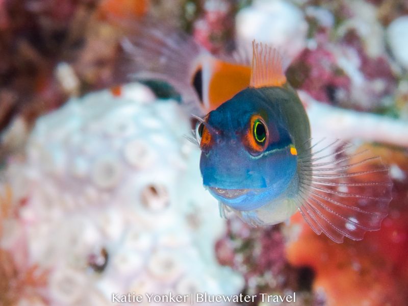 Raja Ampat 2019 Trip Report