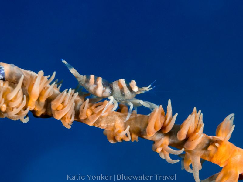 A tiny shrimp in Raja Ampat