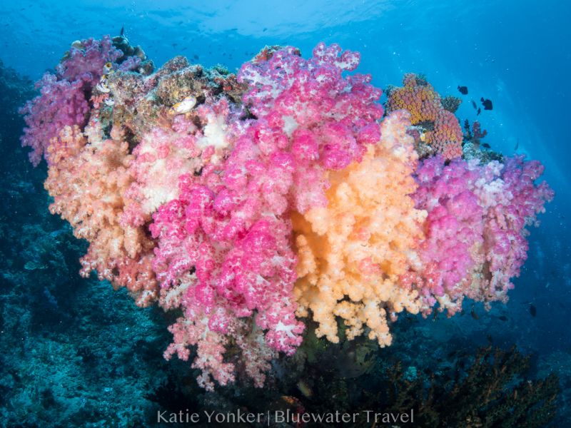 Colorful Reef Raja Ampat