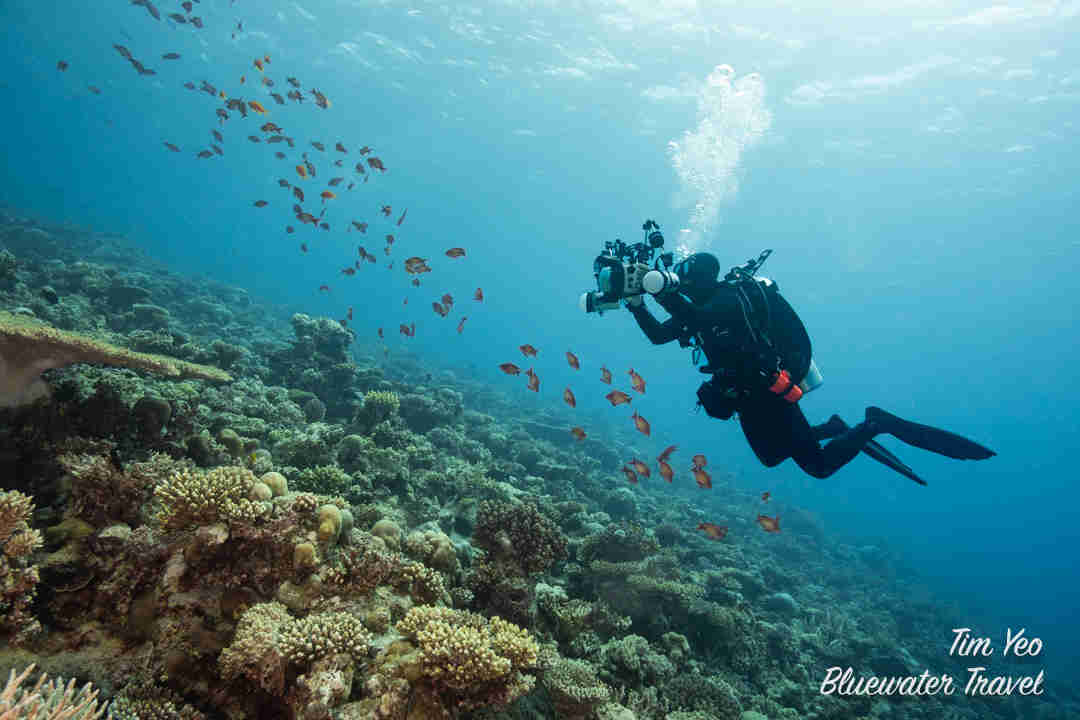 Red Sea Dive Travel Guide