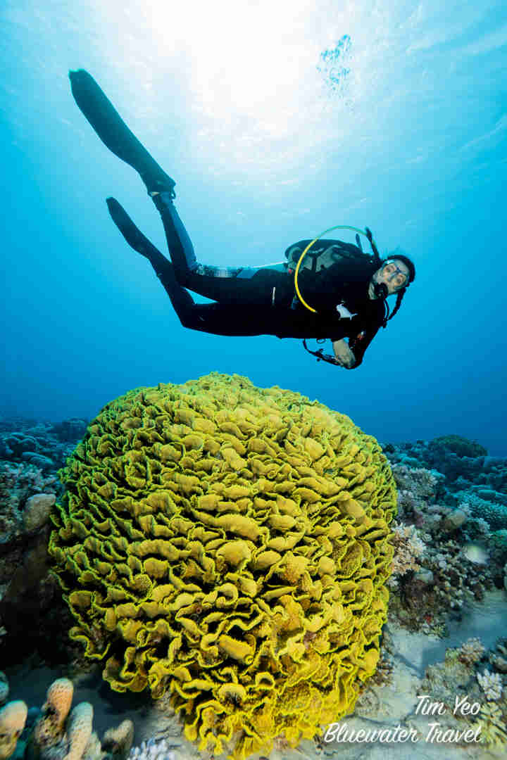 Red Sea Dive Travel Guide