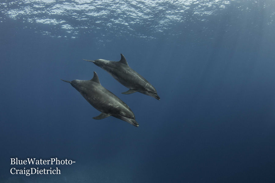 red sea diving