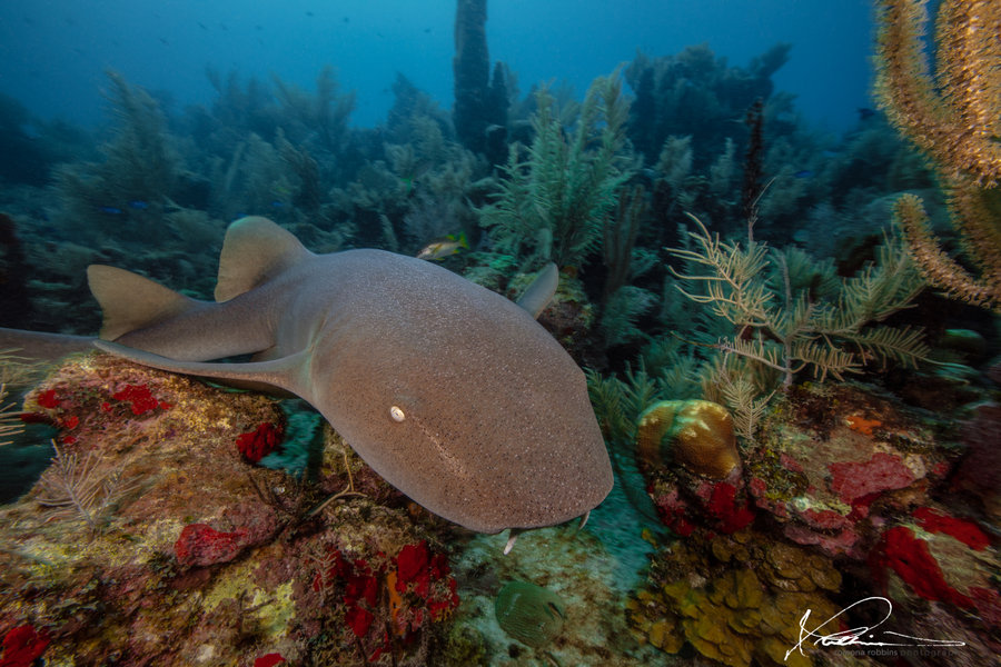 A shark swims along a reef in Honduras