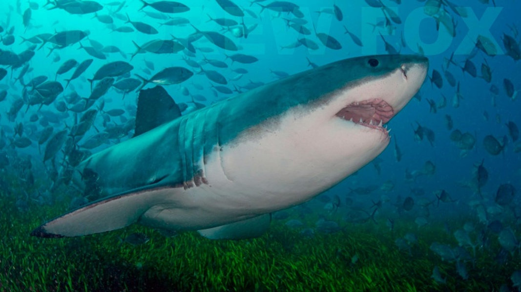 Rodney Fox Shark Expeditions