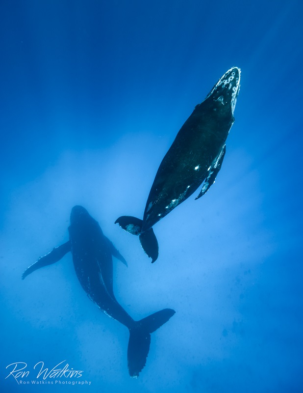 Humpback whale mom and calf from Moorea French Polynesia