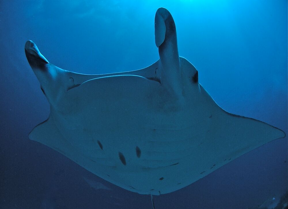 Palau underwater photo by Christoph Hoppe