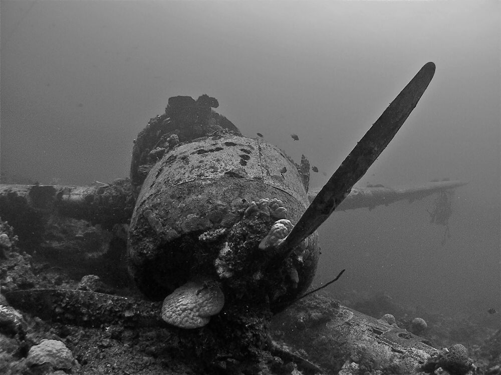 Palau underwater photo by Christoph Hoppe