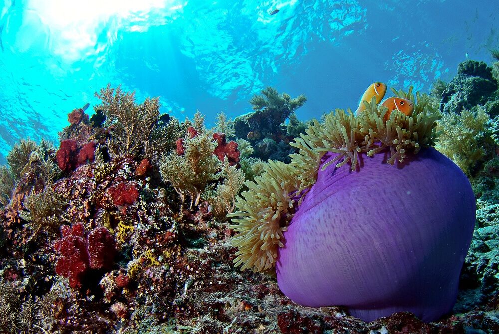 Palau underwater photo by Wendy Capili Wilkie