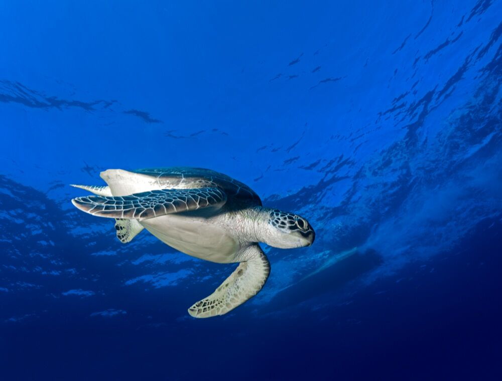 Palau underwater photo by Marc Stickler