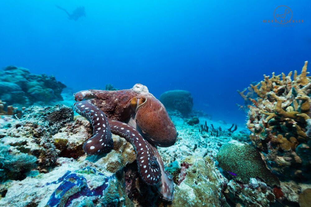 Palau underwater photo by Marc Stickler