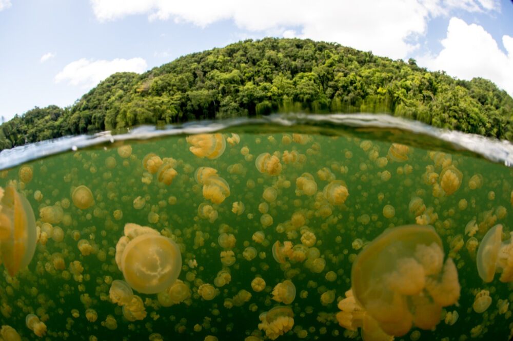 Palau underwater photo by Marc Stickler