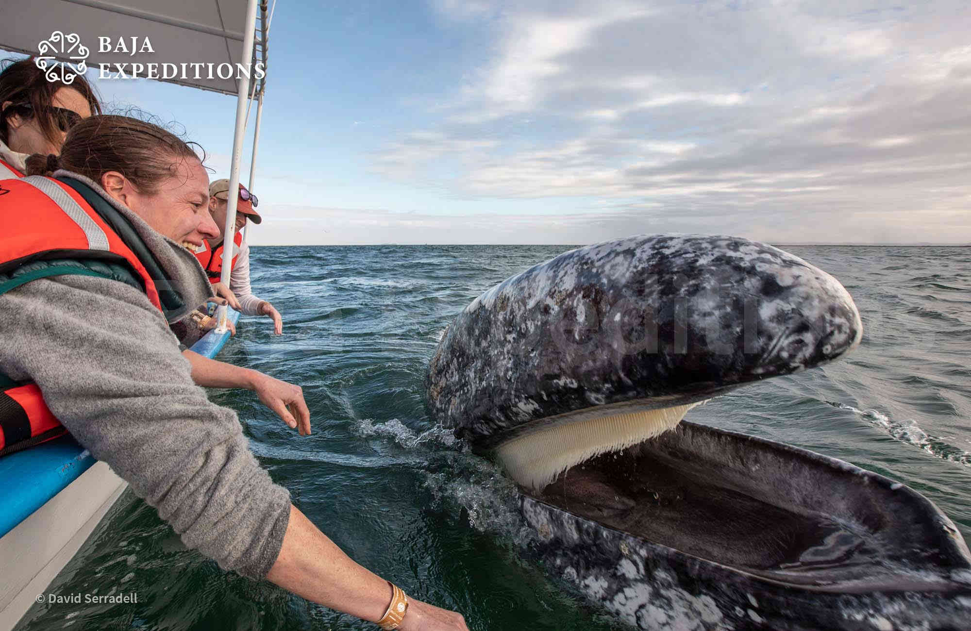 San Ignacio Gray Whale Experience