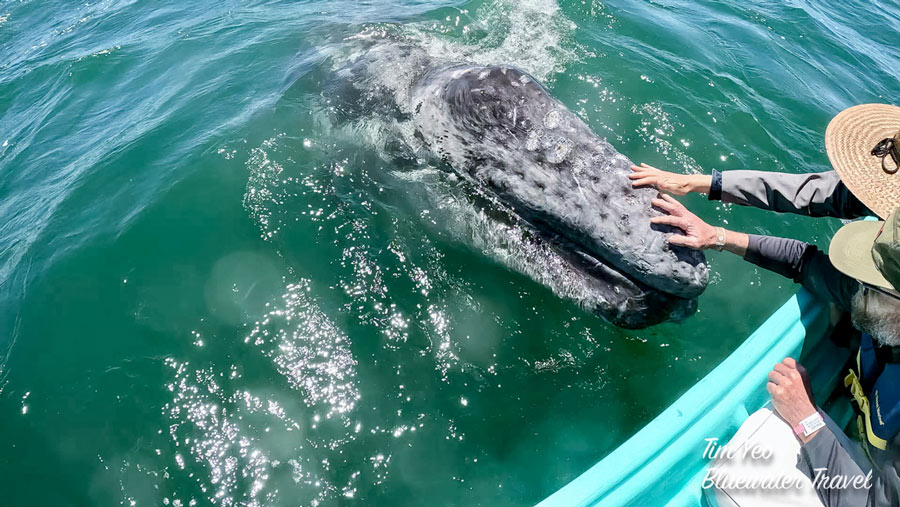 Gray Whale San Ignacio