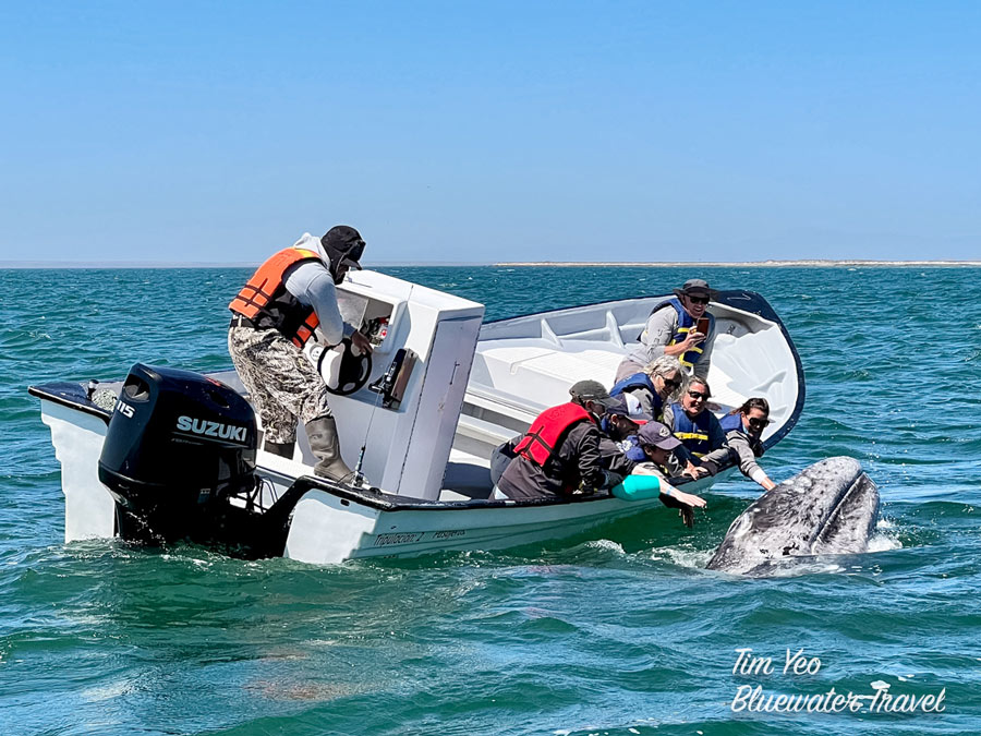 Gray Whale San Ignacio