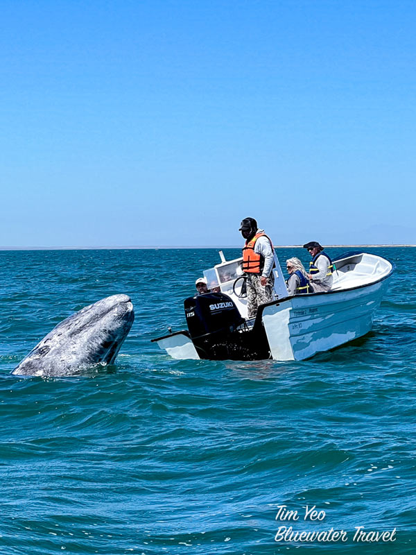 San Ignacio Whale