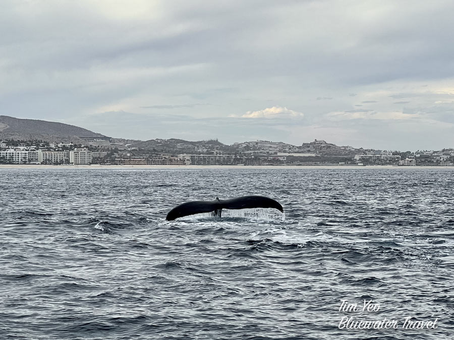 Whale Breach San Ignacio