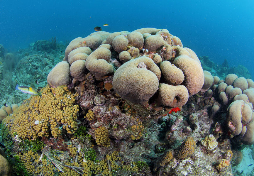 Coral in Aruba