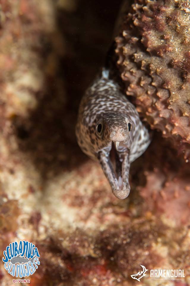 Scuba MUSA Isla Mujeres Underwater Photo